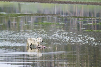 Yellowstone, Lupo grigio (Canis lupus) 