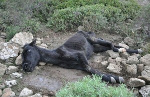 Cavallino della Giara moribondo (autunno 2012)