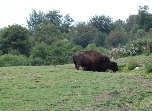  Bisonti europei (Bison bonasus)