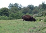 Bisonti europei (Bison&nbsp;bonasus)