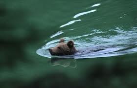 Lago di Prà da Stua (Avio, TN), Orso bruno (Ursus arctos) 