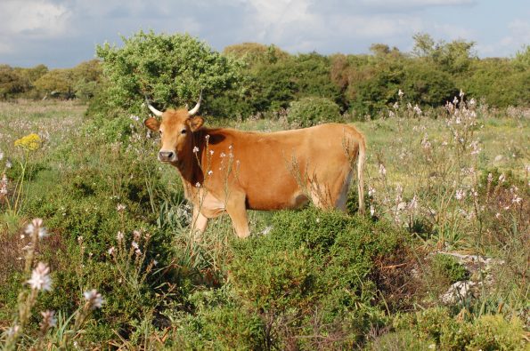 Giara, Mitza Salamessi, bovino al pascolo