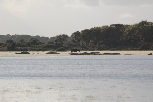 Cavallino della Giara (Equus caballus jarae) nelle acque di Pauli Piccia