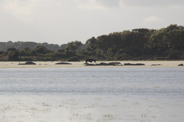 Cavallino della Giara (Equus caballus jarae) nelle acque di Pauli Piccia