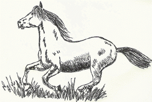 il cavallo al galoppo