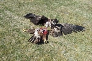 Danimarca, rapace ucciso da aerogeneratore eolico (6 maggio 2013)