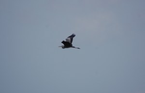 Airone cenerino (Ardea cinerea)