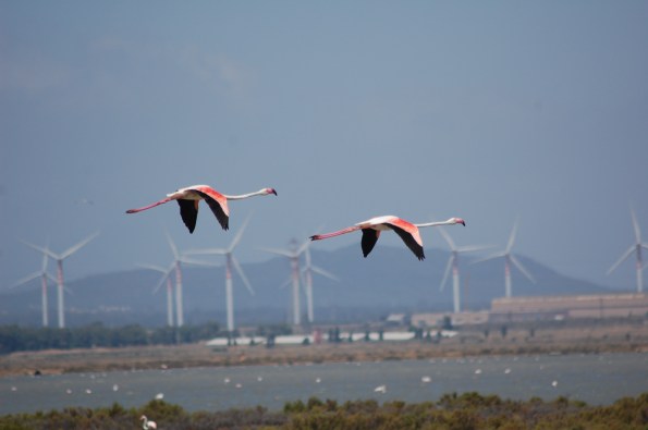 Fenicotteri rosa (Phoenicopterus roseus) in volo e centrale eolica
