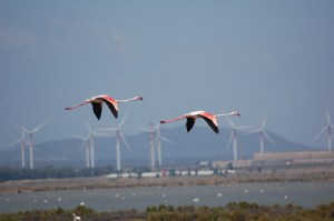 Fenicotteri rosa (Phoenicopterus roseus) in volo e centrale eolica