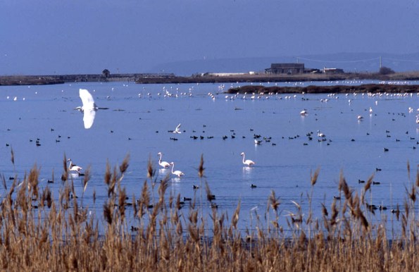 Arborea, S'Ena Arrubia (foto Raniero Massoli Novelli)