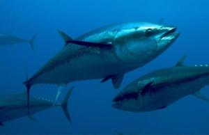 Tonno rosso (Thunnus thynnus)
