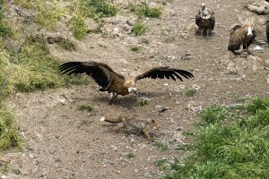 Grifoni (Gyps fulvus) e Volpe (Vulpes vulpes), foto di Domenico Ruiu (www.domenicoruiu.it) 