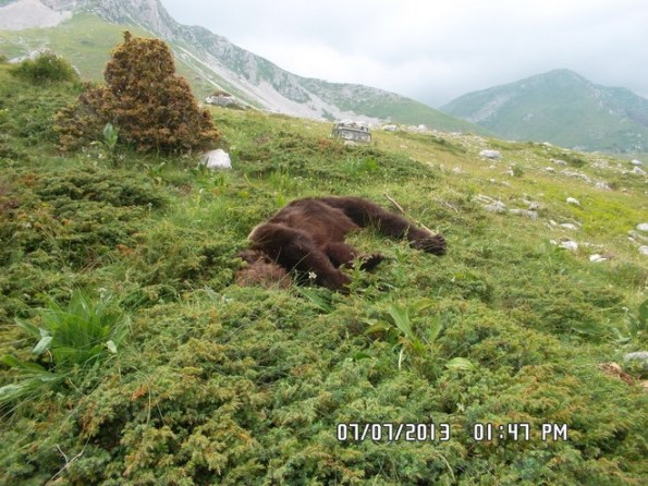 Monte Morrone, Orso bruno marsicano (Ursus arctos marsicanus) ucciso (foto Il Centro)