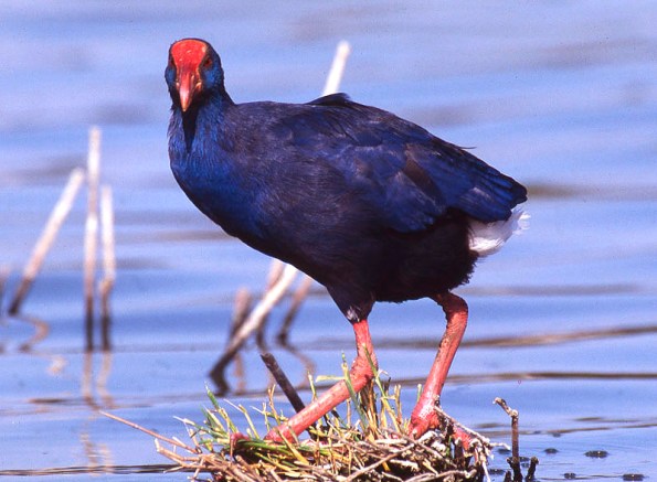 Pollo sultano (Porphyrio porphyrio)
