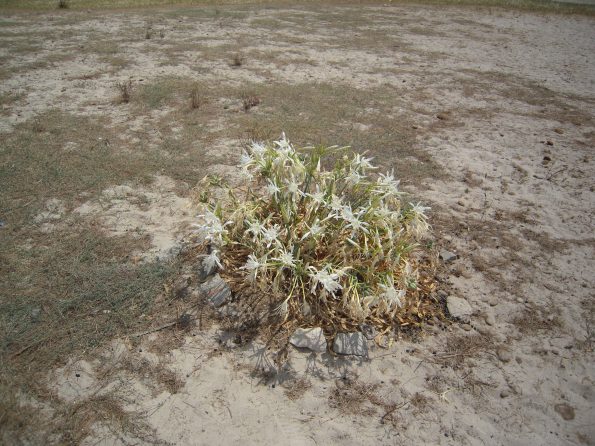 Giglio di mare (Pancratium maritimum)