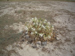 Giglio di mare (Pancratium maritimum)