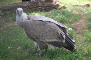 Grifone (Gyps fulvus)