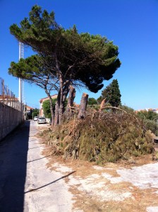 Carloforte, ex campo sportivo, taglio alberi
