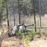 La Maddalena, ibrido cinghialexmaiale morto dentro la gabbia di cattura