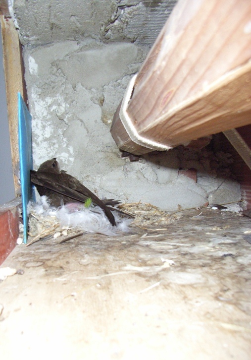 Cagliari, nido di Rondone pallido (Apus apus) nel cassone della serranda