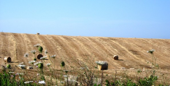 campo di grano