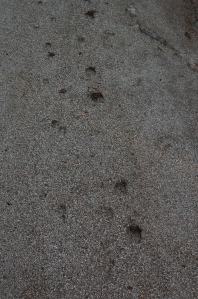 impronte di Cervo sardo (Cervus elaphus corsicanus)