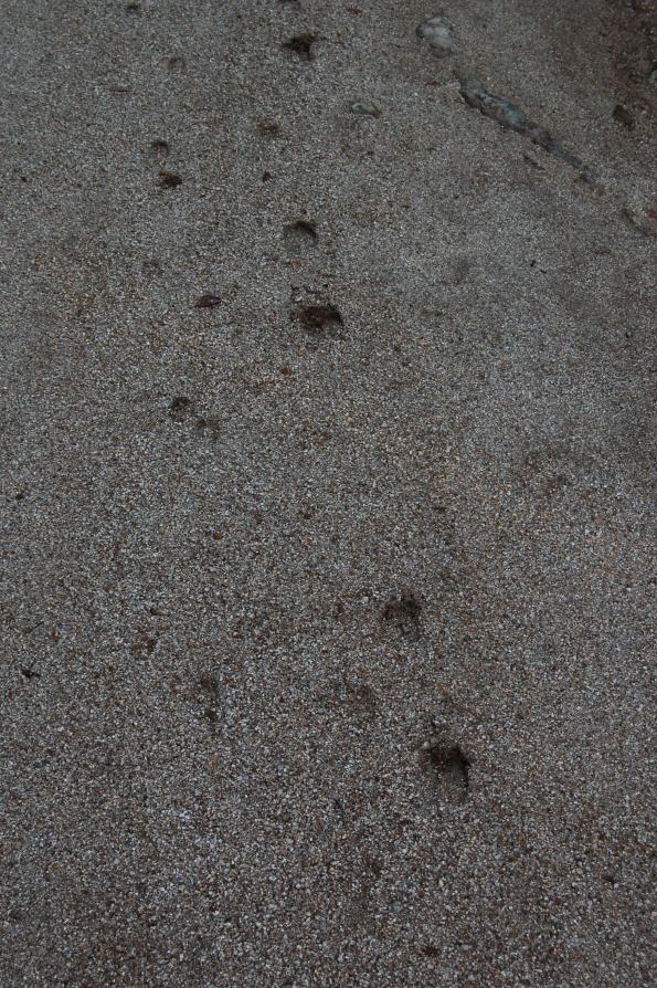 impronte di Cervo sardo (Cervus elaphus corsicanus)