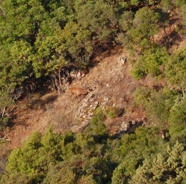 Cervo sardo (Cervus elaphus corsicanus)