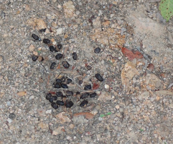 escrementi di Cervo sardo (Cervus elaphus corsicanus)