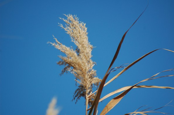 canna (al vento)