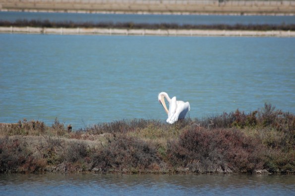 Pellicano (Pelecanus onocrotalus)