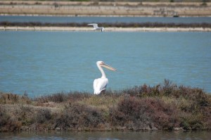 Pellicano (Pelecanus onocrotalus)