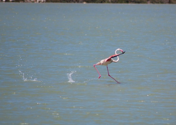 Fenicottero rosa (Phoenicopterus ruber roseus)