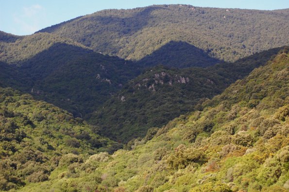 foresta mediterranea