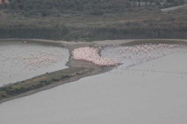 Cagliari, parco naturale regionale "Molentargius - Saline", nidificazione Fenicottero rosa (Phoenicopterus roseus)
