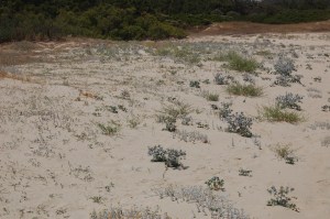 spiaggia, vegetazione pioniera
