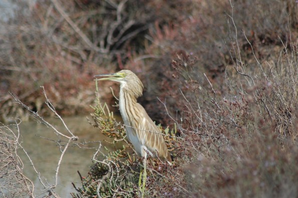 Tarabusino (Ixobrychus minutus)