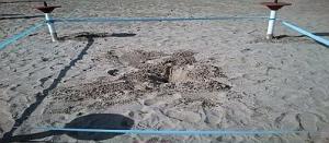 Roseto degli Abruzzi, area del nido di Tartaruga marina (Caretta caretta)