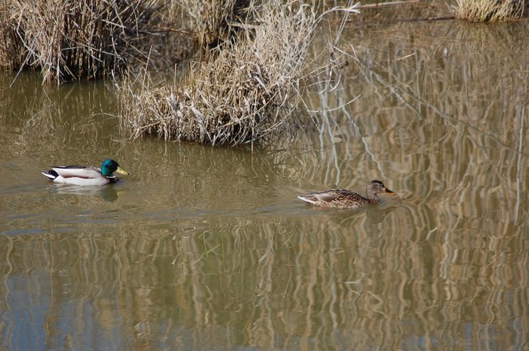 Germano reale (Anas platyrhynchos)