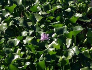 Giacinto d'acqua (Eichornia crassipes)