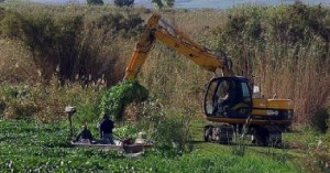 Riola Sardo, eradicazione delle piante infestanti