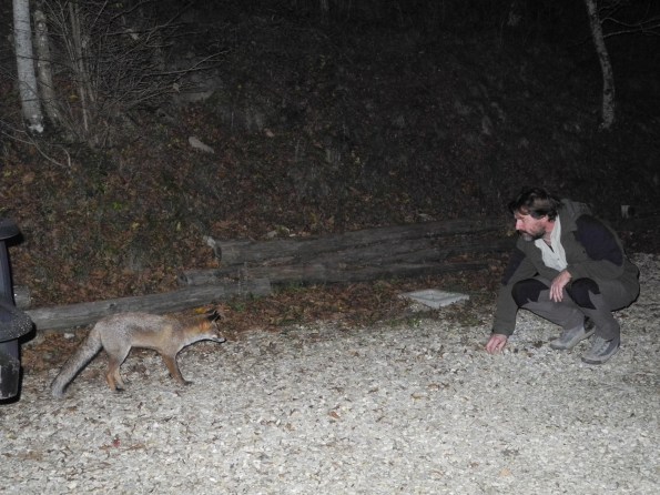 Parco nazionale delle Foreste Casentinesi, Volpe (Vulpes vulpes)