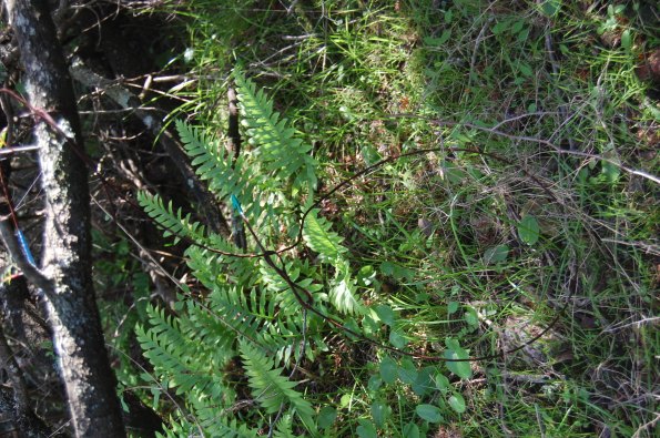 trappola per ungulati