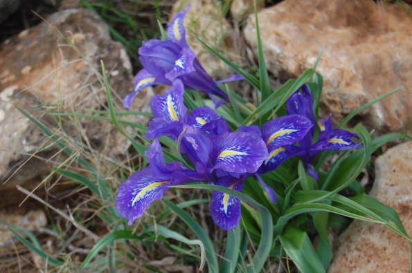 Iris planifolia