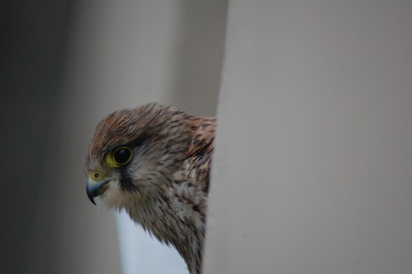 Gheppio (Falco tinnunculus)