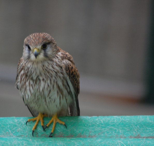 Gheppio (Falco tinnunculus)