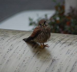 Gheppio (Falco tinnunculus)