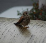 Gheppio (Falco tinnunculus)