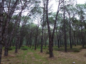 Oristano, pineta litoranea di Torregrande