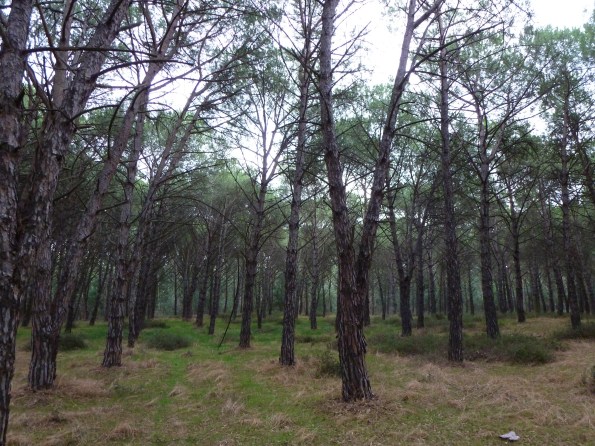 Oristano, pineta litoranea di Torregrande